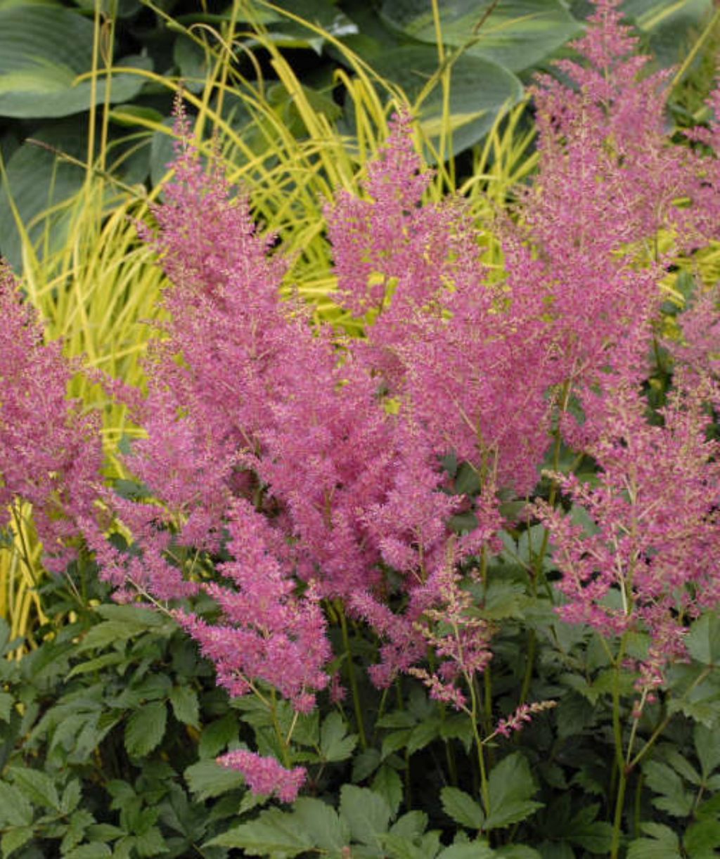 Rheinland Astilbe