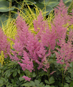 Rheinland Astilbe