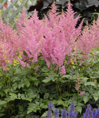 Rheinland Astilbe