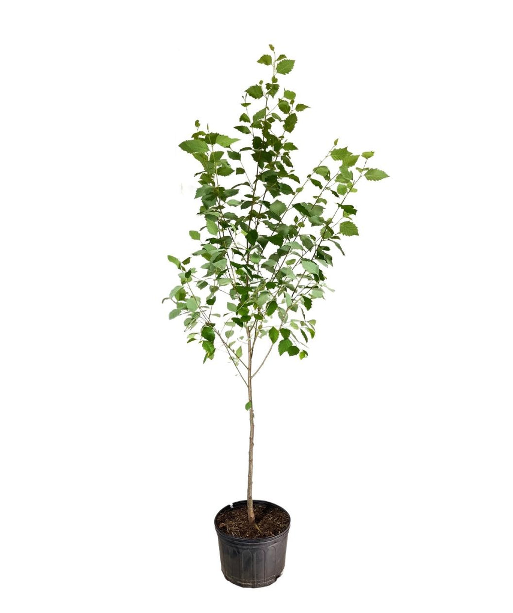 Native River Birch Large Treeling product shot