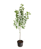 Native River Birch Large Treeling product shot