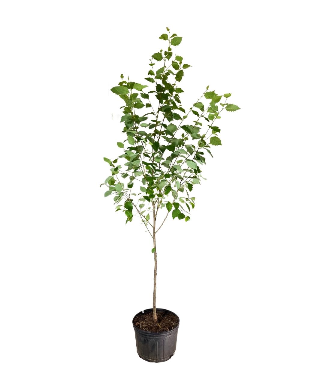 Native River Birch Large Treeling product shot
