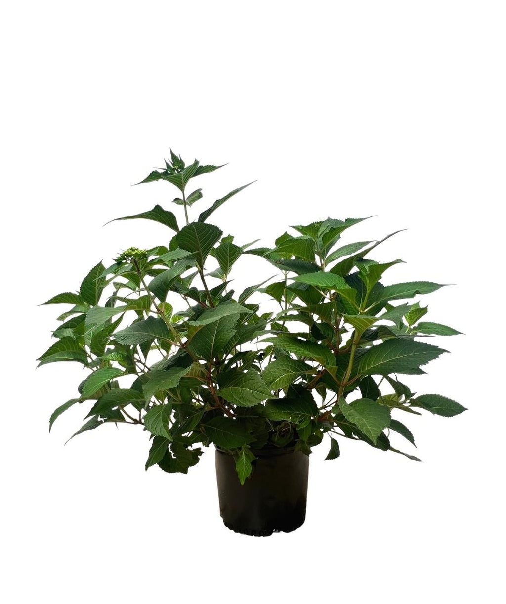 Rock-n-Roll Hydrangea shrub product shot