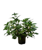 Rock-n-Roll Hydrangea shrub product shot