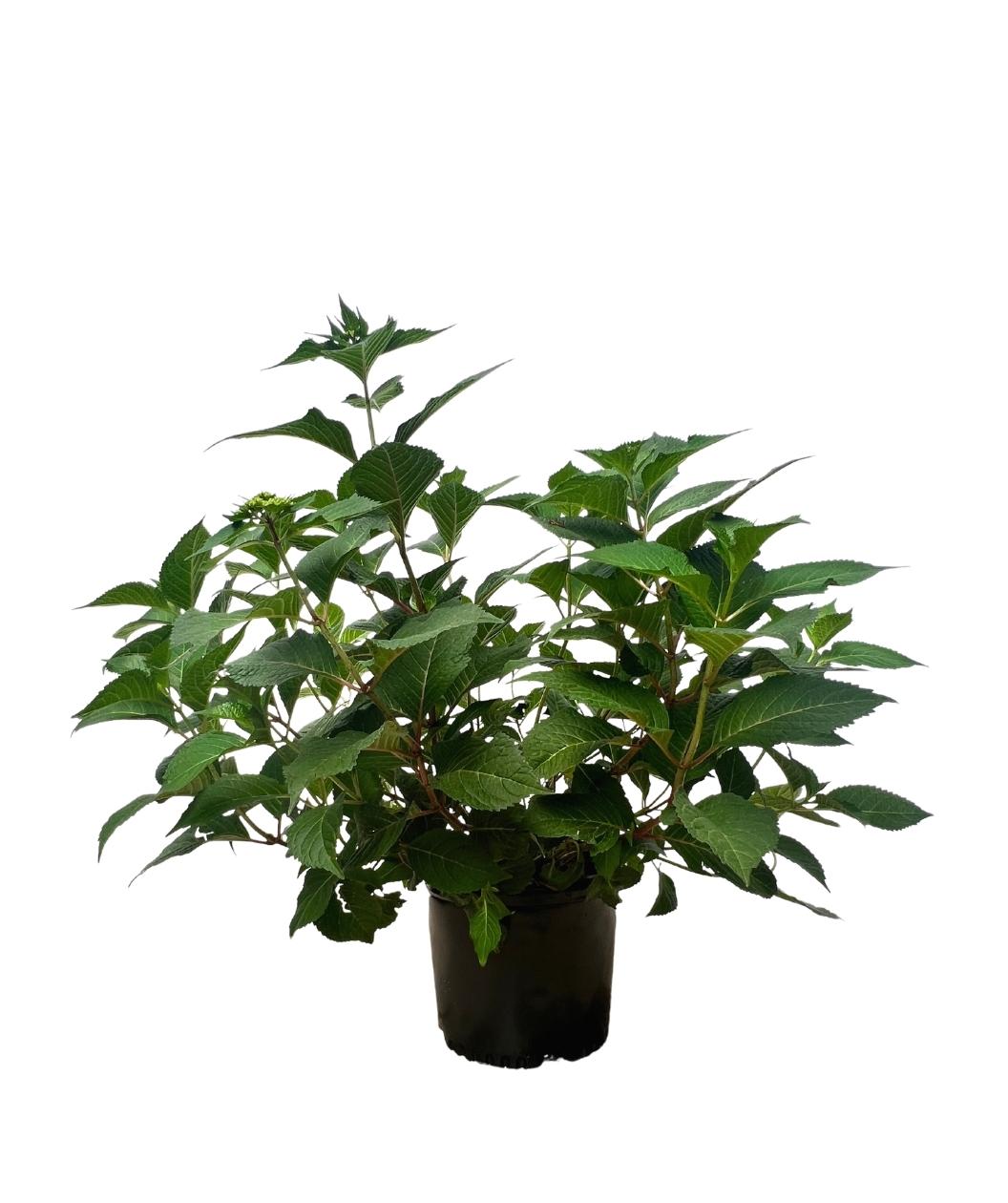 Rock-n-Roll Hydrangea shrub product shot