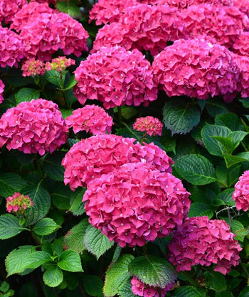 Rock-N-Roll Bigleaf Hydrangea, large round clusters of small flowers that vary in color from pink to purple to blue with large dark green leaves