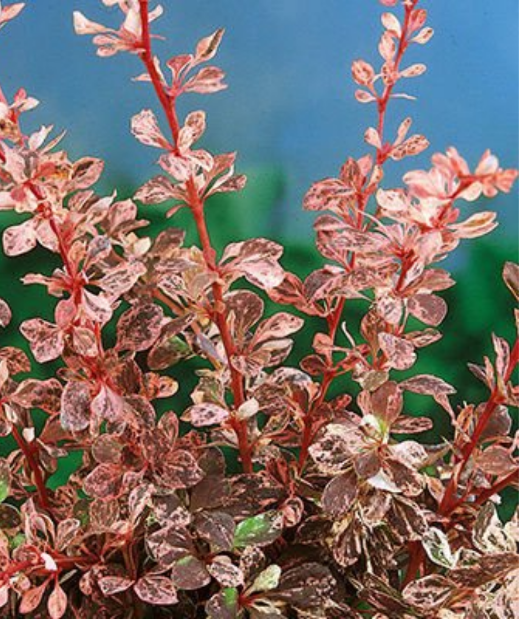 Rose Glow Barberry in Bulk
