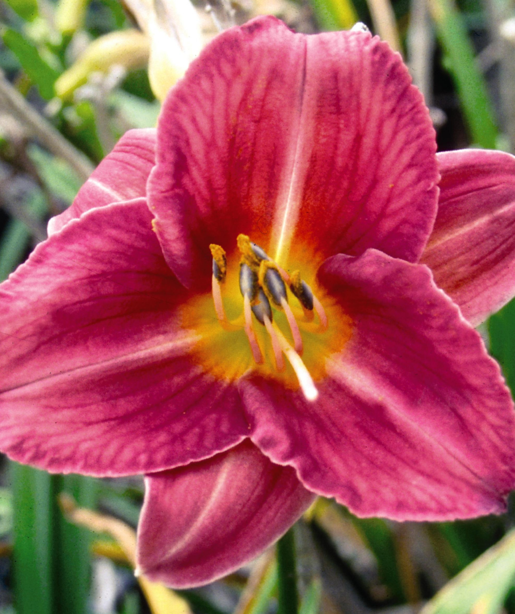 Rosy Returns Daylily