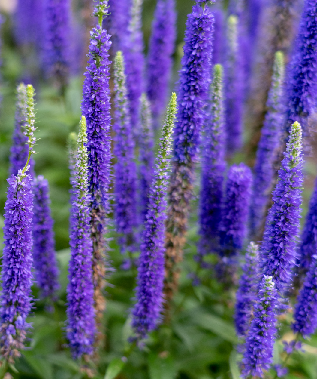 Royal Candles Speedwell