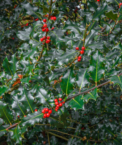 Close up of Berri-Magic Royalty Holly Combo berries and foliage, small red berries on dark branching with pointy dark green foliage