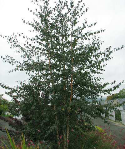 A three stemmed Royal Frost Birch planted in a landscape where the white bark is beginning to show at the base of the trunks