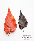 The leaves of the Royal Frost Birch in bright red/orange fall color and the dark purple spring and summer color