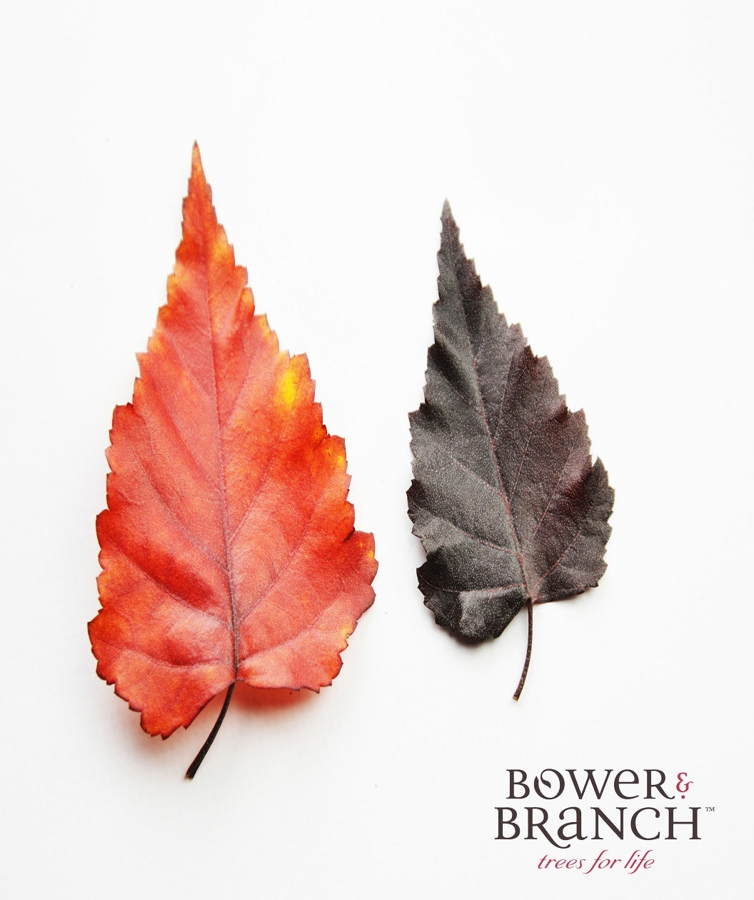 The leaves of the Royal Frost Birch in bright red/orange fall color and the dark purple spring and summer color