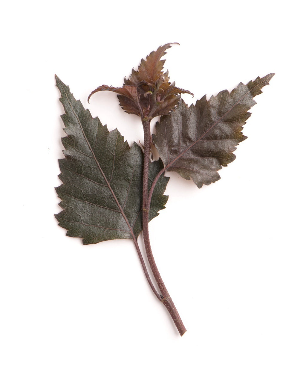 The dark purple to dark green leaves of the Royal Frost Birch