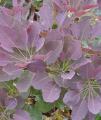Royal Purple Smokebush closeup of burgundy oblong leaves