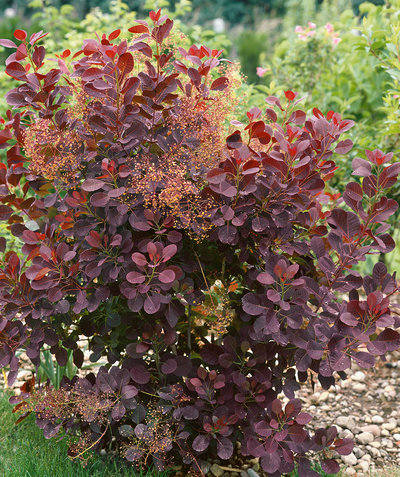 Royal Purple Smokebush burgundy foliage with fluffy pink flowers in garden bed setting