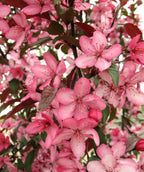 Royal Raindrops Flowering Crabapple closeup of pink flowers