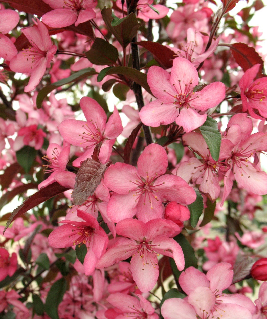 Royal Raindrops Flowering Crabapple closeup of pink flowers