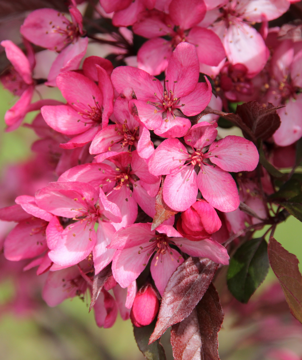Close up of Royal Raindrops Flowering Crabapple flowers, lots of small fragrant bright pink flowers