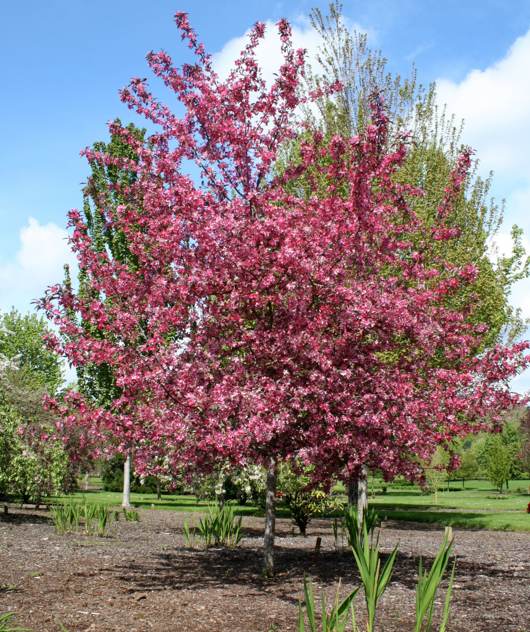 Royal Raindrops Flowering Crabapple planted in a landscape, lots of small bright pink fragrant flowers with unique dark red cut leaves