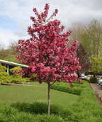Royal Raindrops Flowering Crabapple planted in a landscape, lots of small bright pink fragrant flowers with unique dark red cut leaves