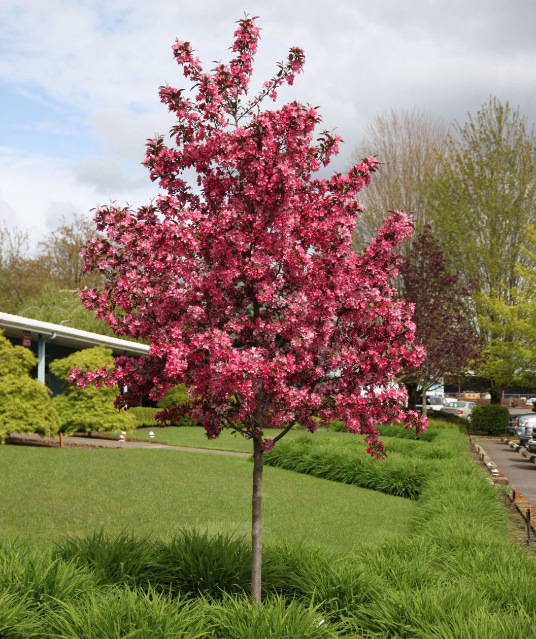 Royal Raindrops Flowering Crabapple planted in a landscape, lots of small bright pink fragrant flowers with unique dark red cut leaves