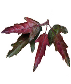 Royal Raindrops Flowering Crabapple leaves on white, unique cut leaves that are a dark red in color with dark green undertones