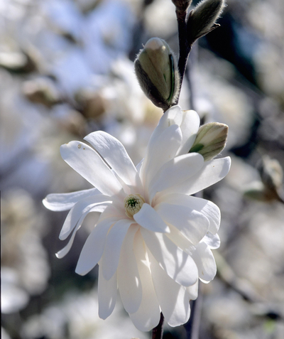 A closeup of the frilly, pure white flower of the Royal Star Magnolia with a few fuzzy buds beginning to open to the bloom