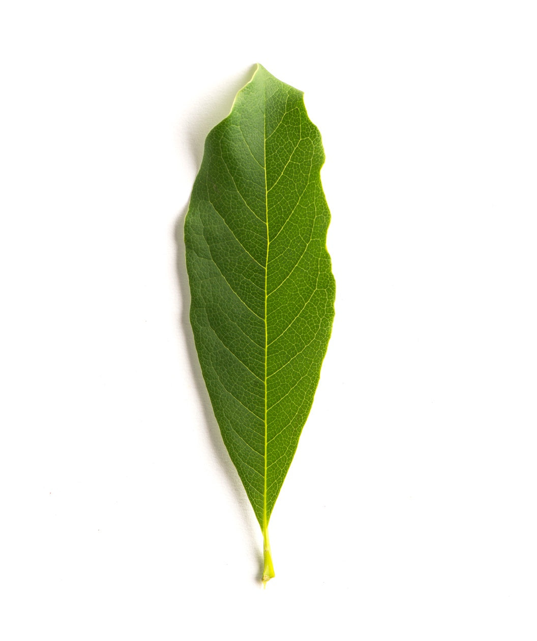 A singular Royal Star Magnolia elongated green leaf with yellow veins