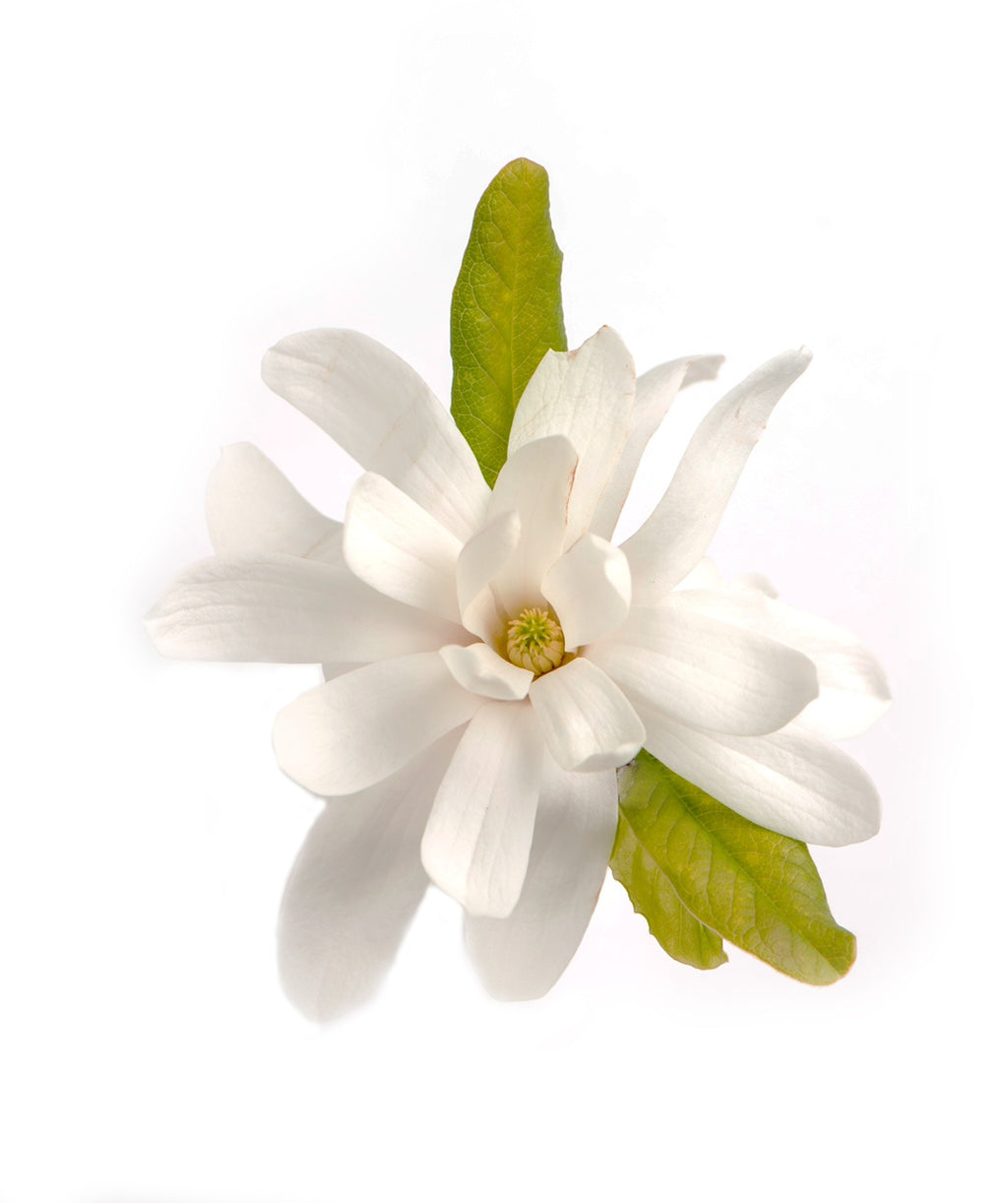 Royal Star Magnolia bright white flower with flowy petals and a yellow center with a few green leaves behind it