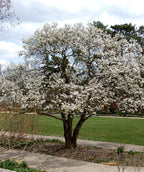 Royal Star Magnolia planted in a spring landscape, round growing habitat covered in medium sized fragrant white thin petal flowers