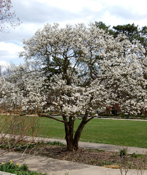 Royal Star Magnolia planted in a spring landscape, round growing habitat covered in medium sized fragrant white thin petal flowers