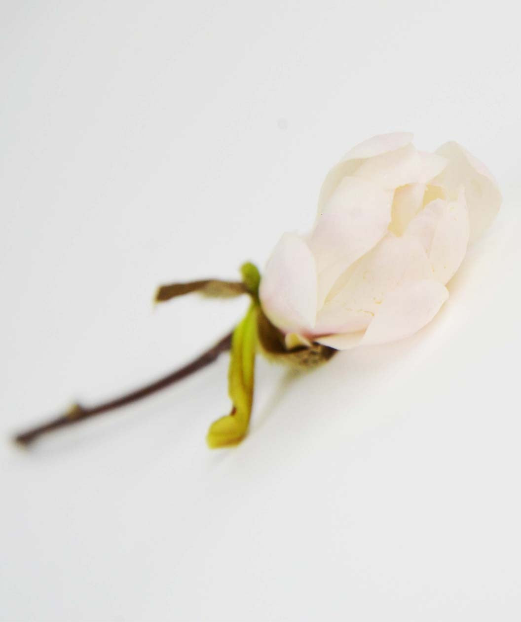 Royal Star Magnolia bright white flower bud as it is beginning to open