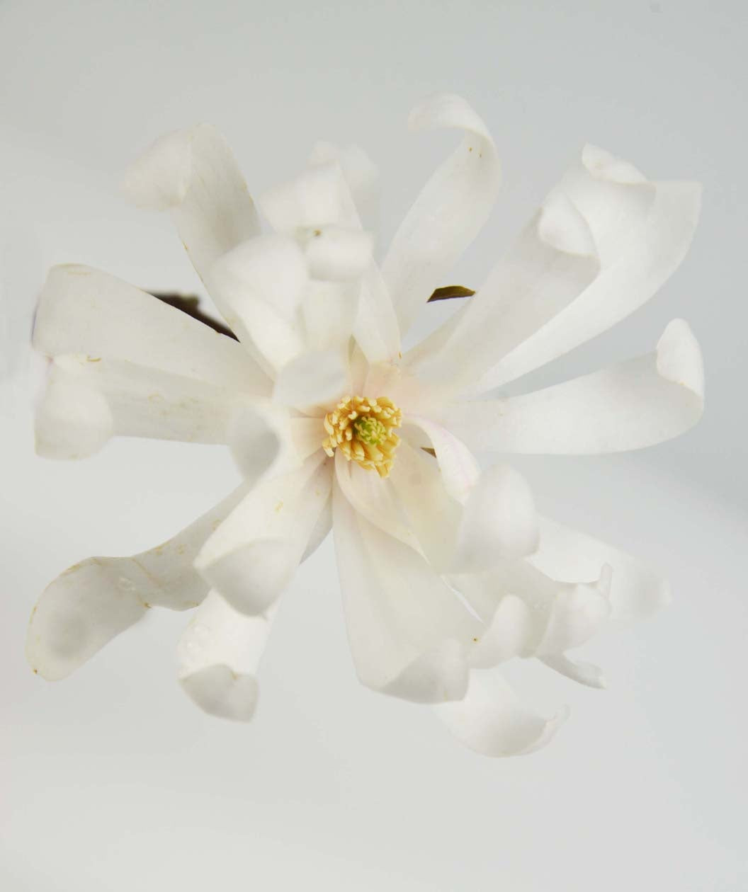 The bright white bloom of the Royal Star Magnolia fully open