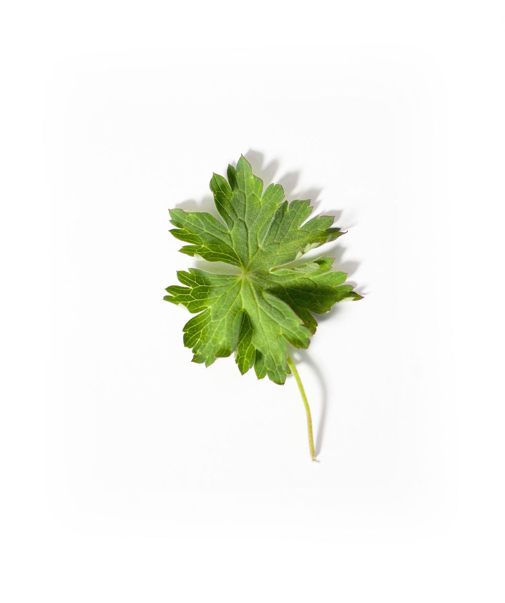 Rozanne Geranium foliage on white, unique green foliage