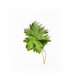 Rozanne Geranium foliage on white, unique green foliage