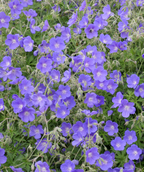 Lots of Rozanne Geranium flowers, small purple flowers with white centers emerging from unique green foliage
