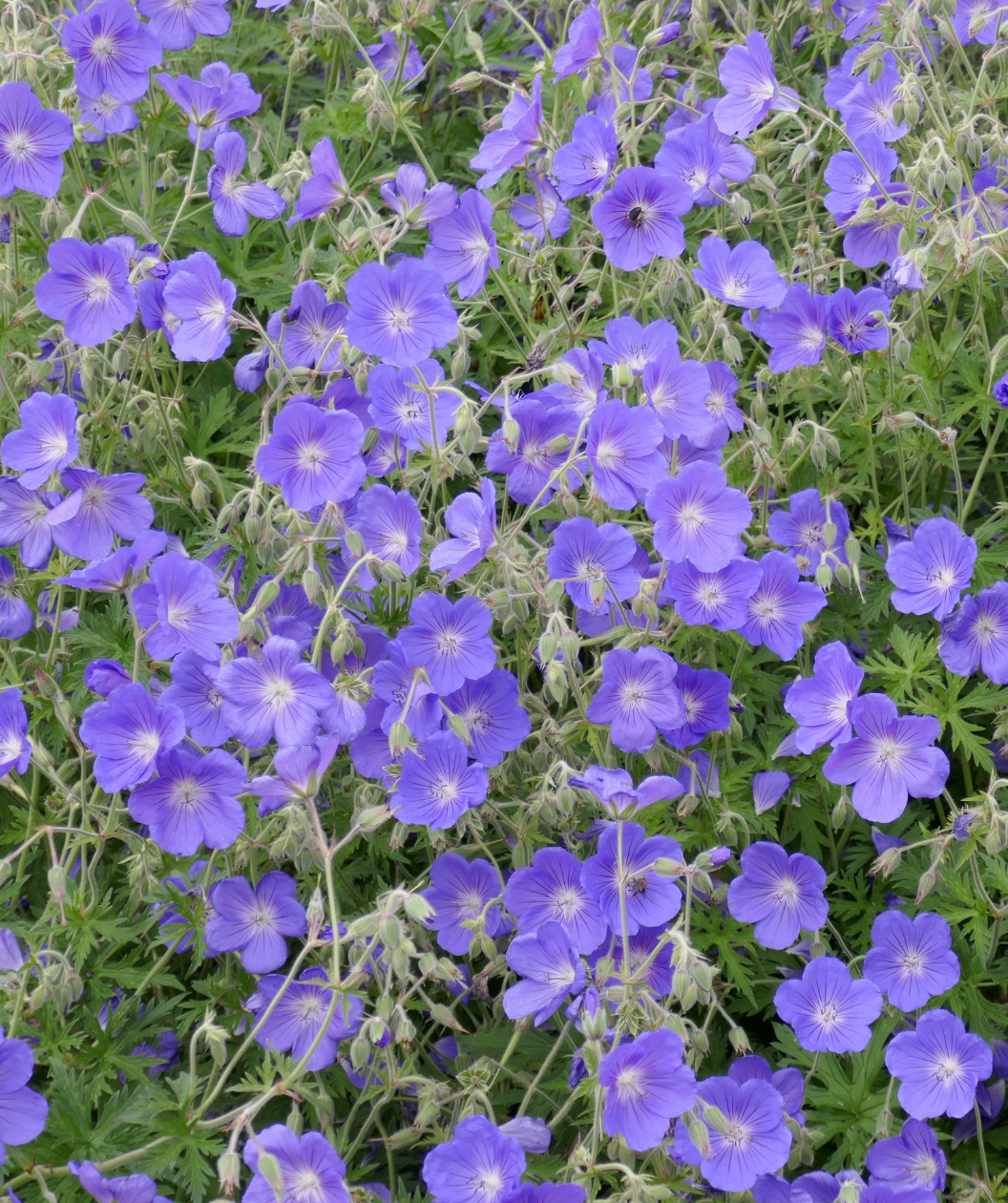 Lots of Rozanne Geranium flowers, small purple flowers with white centers emerging from unique green foliage