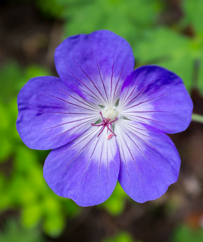 Close up of Rozanne Geranium flower, small purple flower with a white center