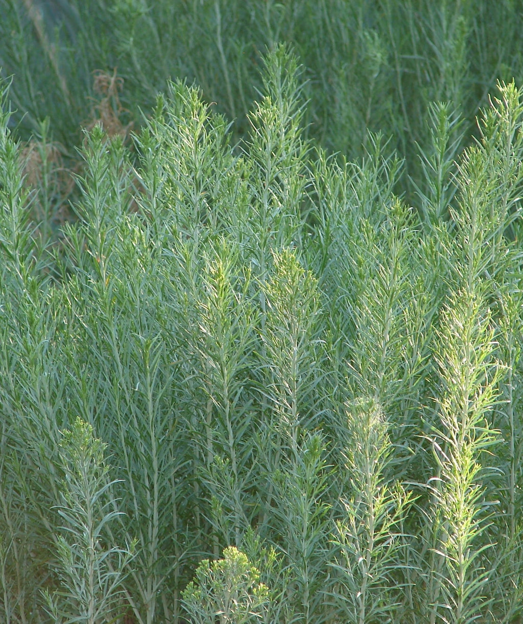Rubber Rabbitbrush growing in a landscape, long green shoots with long thin green foliage, you can start to see the small green flower buds at the tops of the shoots