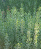 Rubber Rabbitbrush growing in a landscape, long green shoots with long thin green foliage, you can start to see the small green flower buds at the tops of the shoots