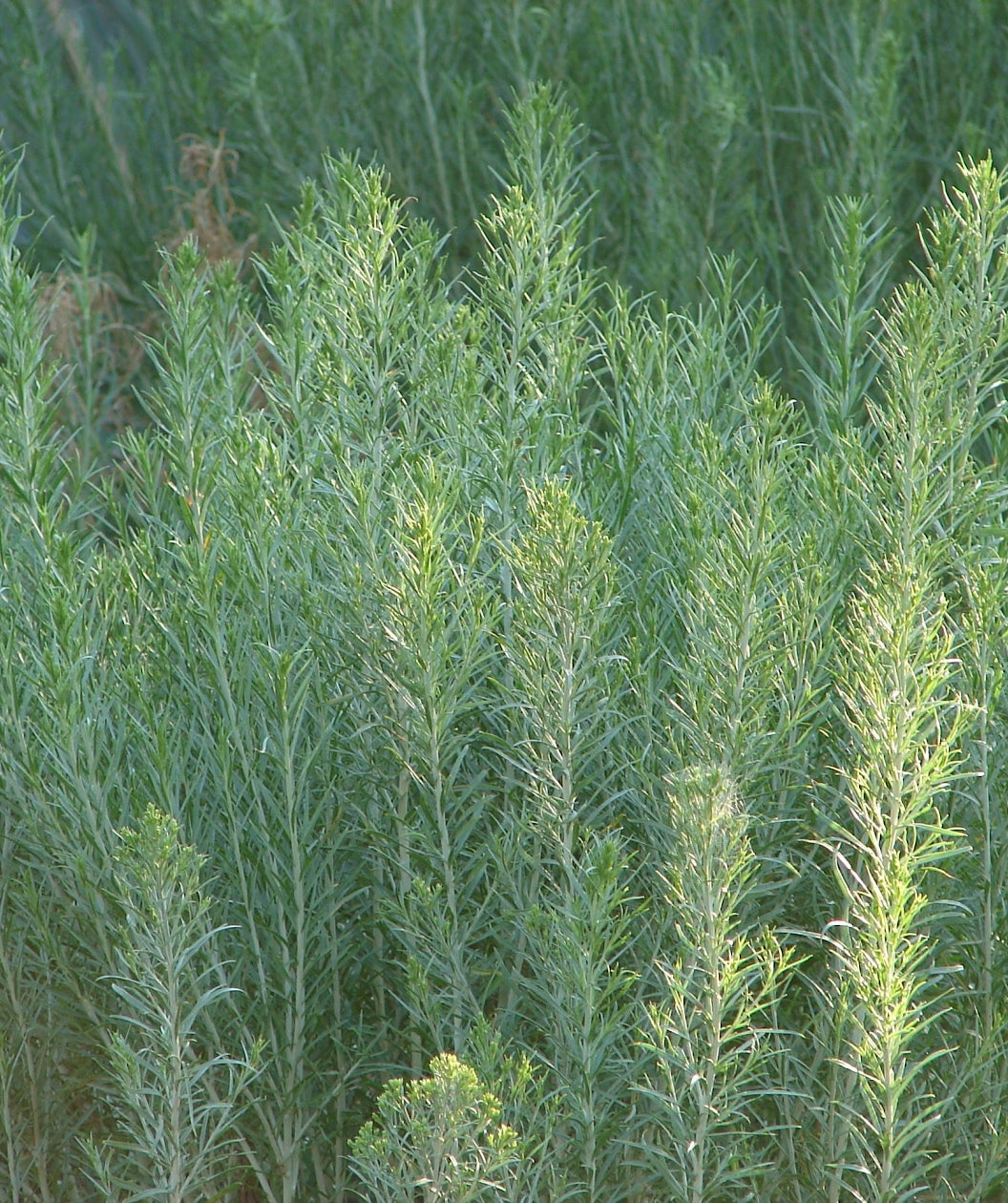 Rubber Rabbitbrush growing in a landscape, long green shoots with long thin green foliage, you can start to see the small green flower buds at the tops of the shoots