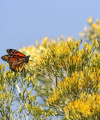Close up of Rubber Rabbitbrush flowers, various clusters of small tubular yellow-gold colored flowers being pollinated by a monarch butterfly