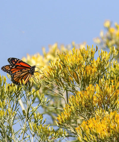 Close up of Rubber Rabbitbrush flowers, various clusters of small tubular yellow-gold colored flowers being pollinated by a monarch butterfly