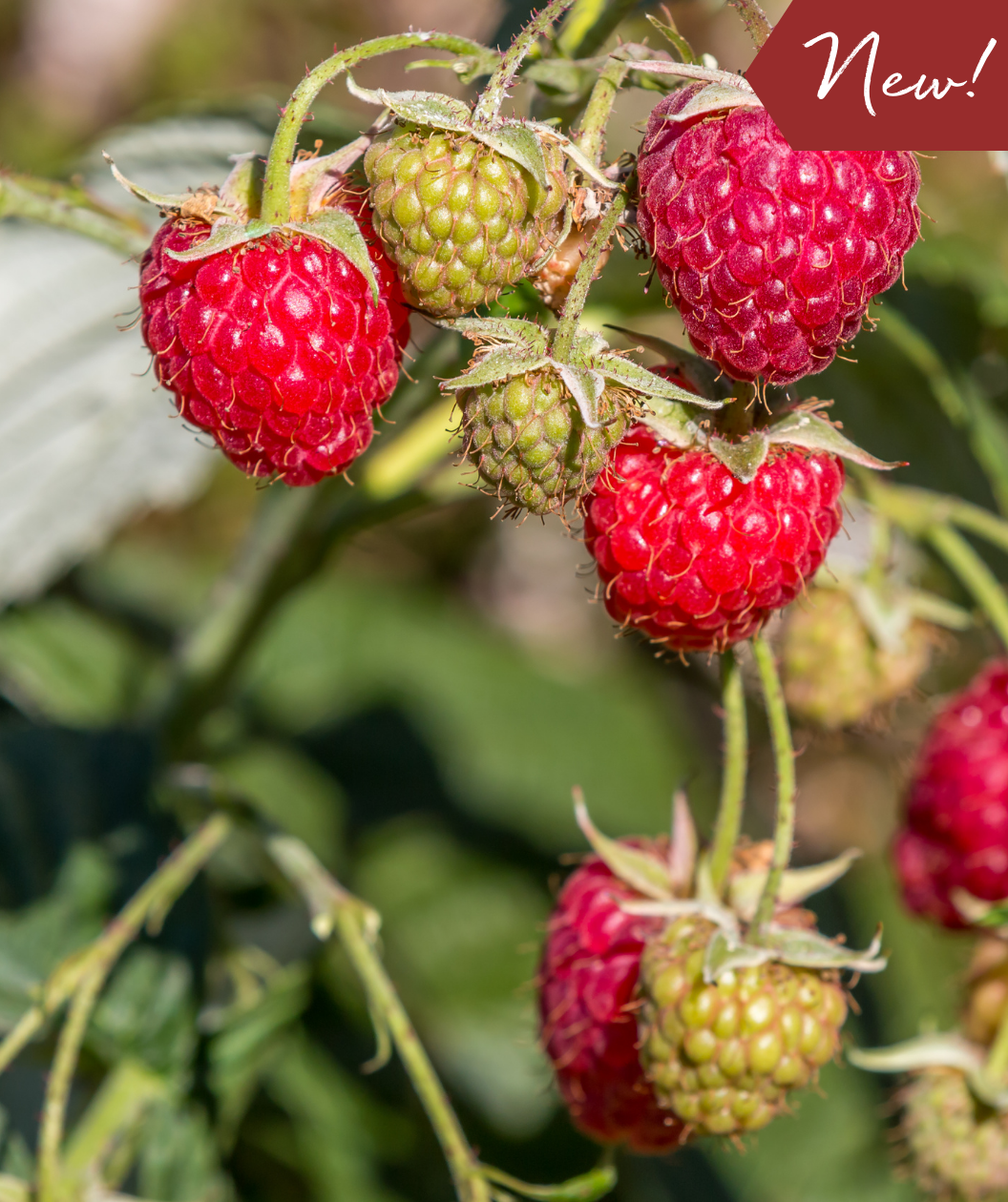 Close up of Caroline Red Raspberry, various red raspberries ripe for picking along with green not ripe raspberries