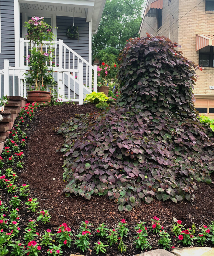 Mature Ruby Falls Redbud weeping down and then crawling down the front hill in a landscape