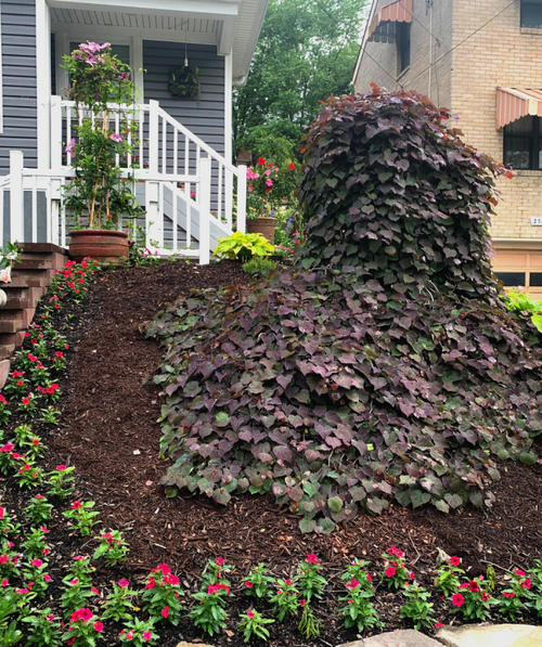 Mature Ruby Falls Redbud weeping down and then crawling down the front hill in a landscape