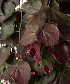 A close up of the Ruby Fall Redbud's shiny, burgundy new growth with deep burgundy to green leaves behind it
