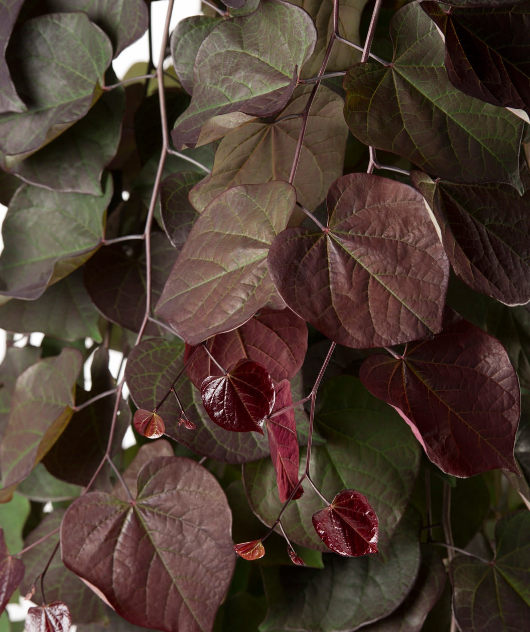 A close up of the Ruby Fall Redbud's shiny, burgundy new growth with deep burgundy to green leaves behind it