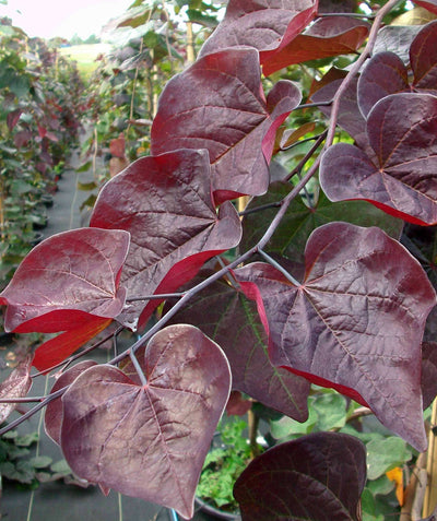 A close up of the Ruby Fall Redbud's burgundy leaves on a weeping branch in a nursery setting